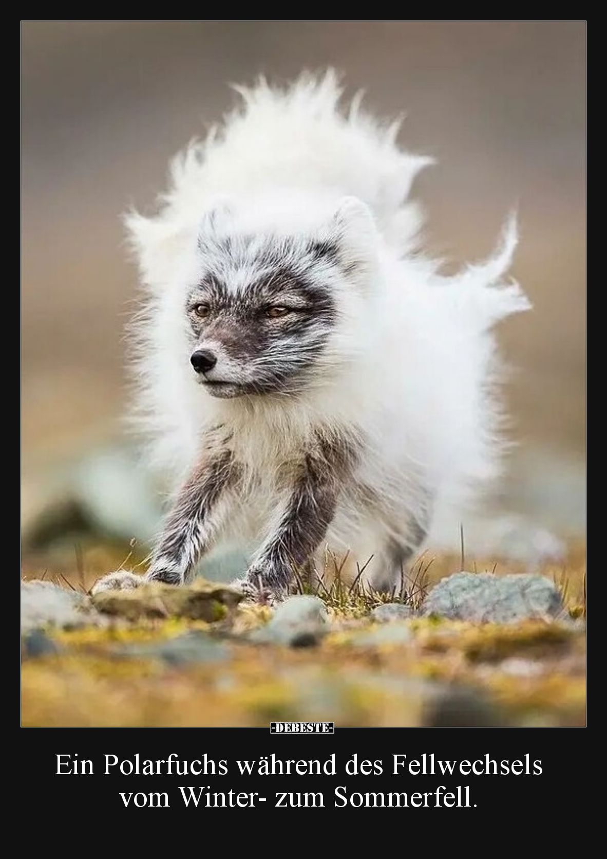Ein Polarfuchs während des Fellwechsels vom Winter- zum Sommerfell.