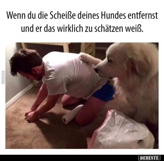 Wenn, Heiß, Hund, Hunde