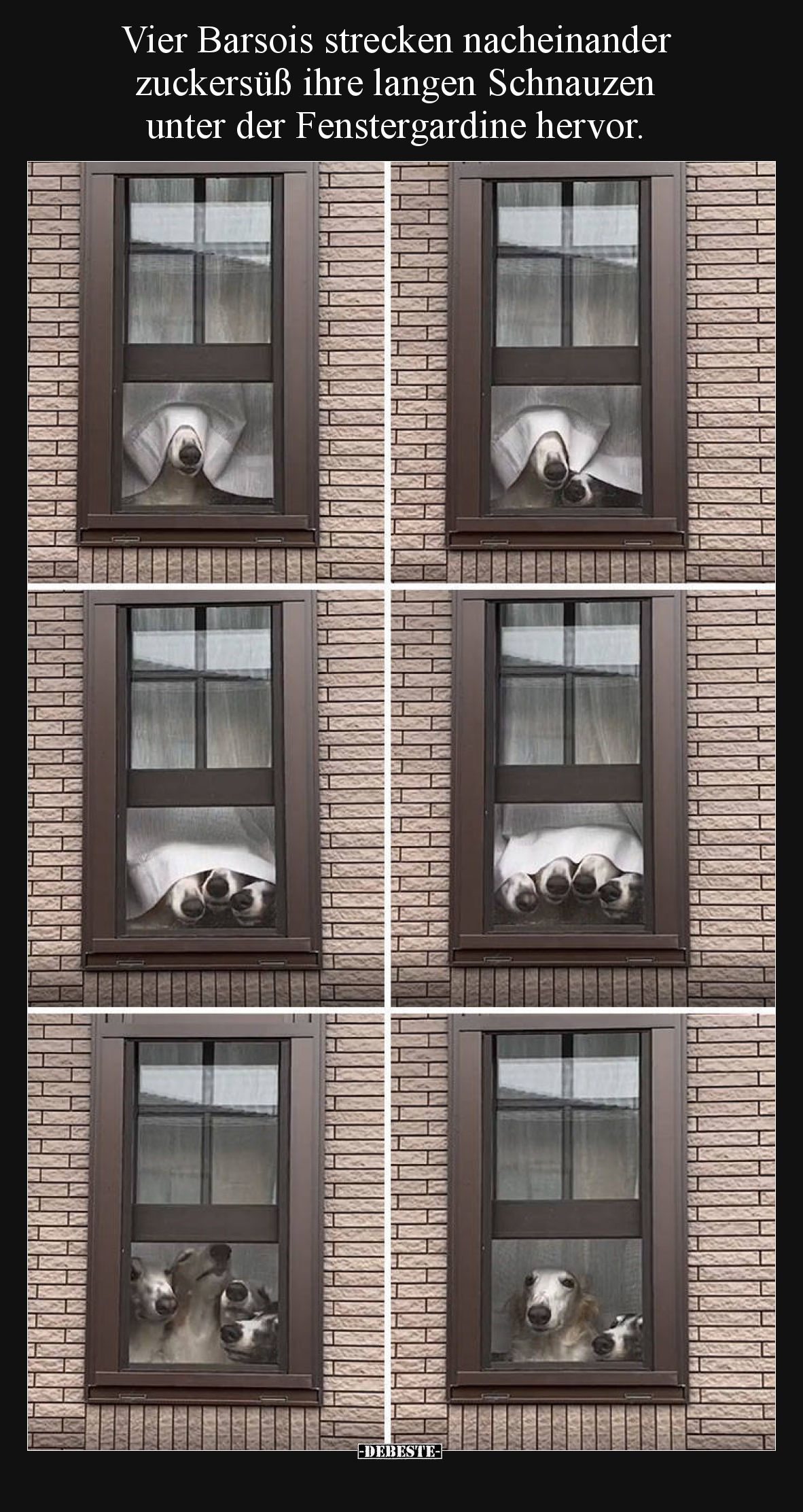 Vier Barsois strecken nacheinander zuckersüß ihre langen Schnauzen unter der Fenstergardine hervor.