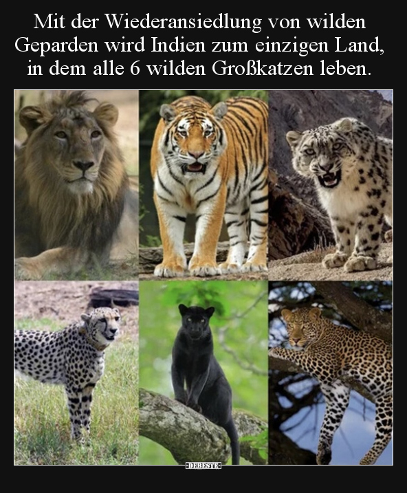 Mit der Wiederansiedlung von wilden Geparden wird Indien.. - Lustige Bilder | DEBESTE.de