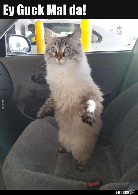 Ey Guck Mal da!..