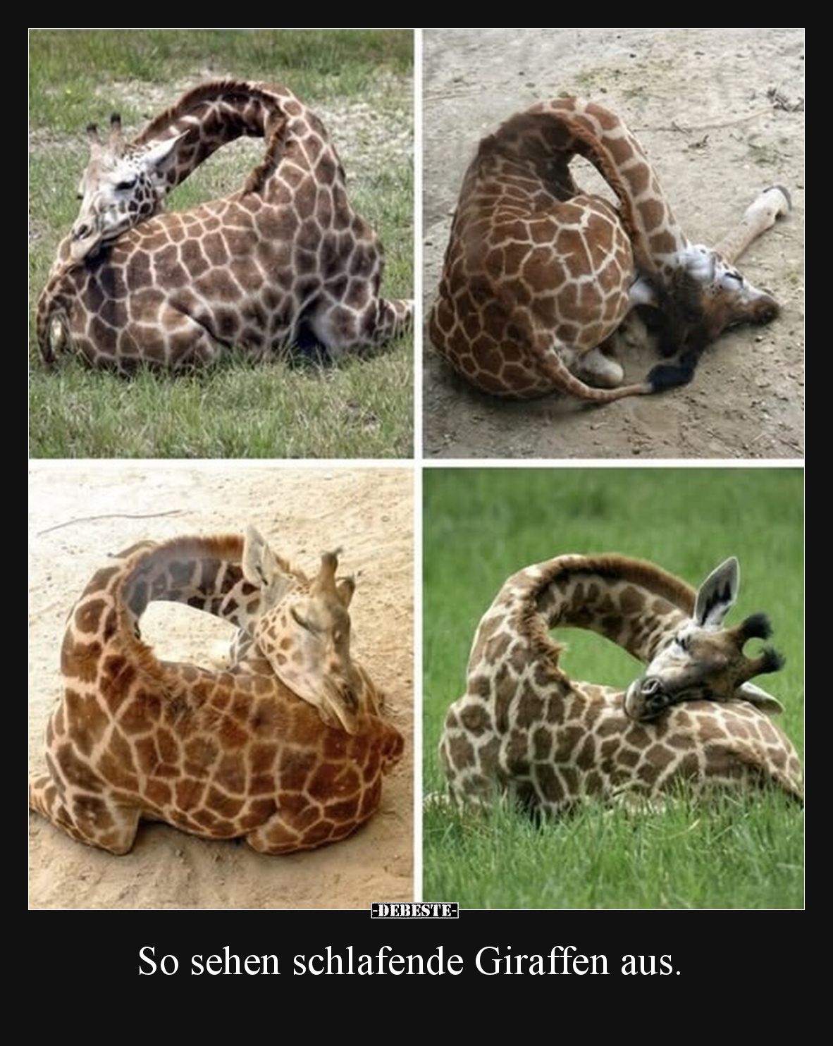 So sehen schlafende Giraffen aus.