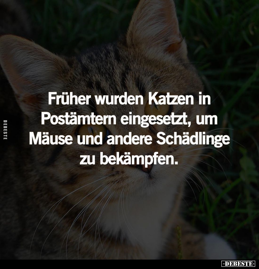 Früher wurden Katzen in Postämtern eingesetzt, um Mäuse und andere Schädlinge zu bekämpfen.