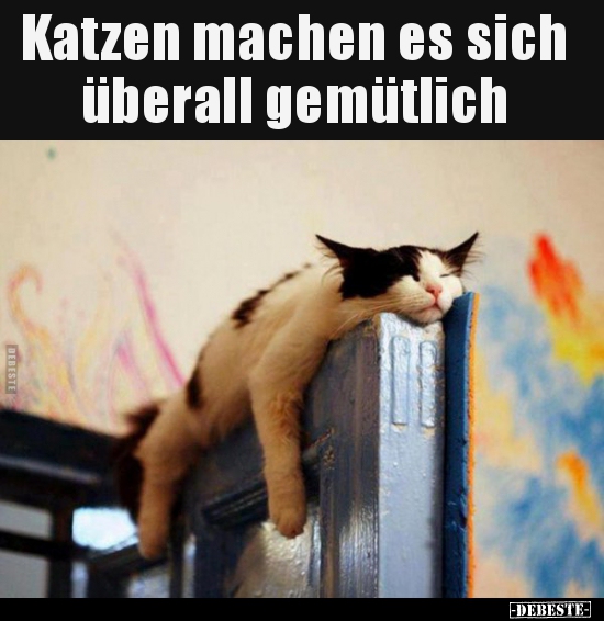 Katzen machen es sich überall gemütlich..