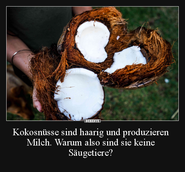 Kokosnüsse sind haarig und produzieren Milch.. - Lustige Bilder | DEBESTE.de