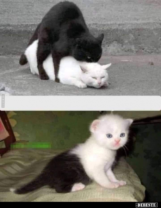  - Lustige Bilder | DEBESTE.de