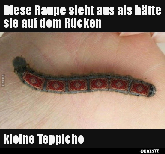 Diese Raupe sieht aus als hätte sie auf dem Rücken kleine..