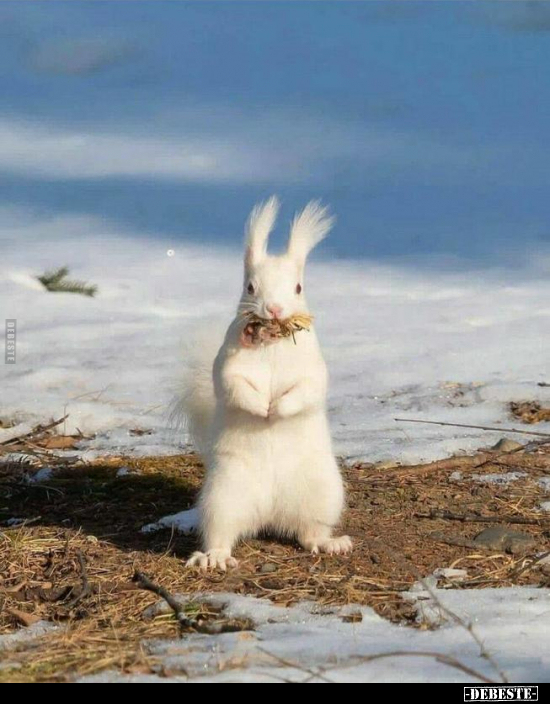  - Lustige Bilder | DEBESTE.de