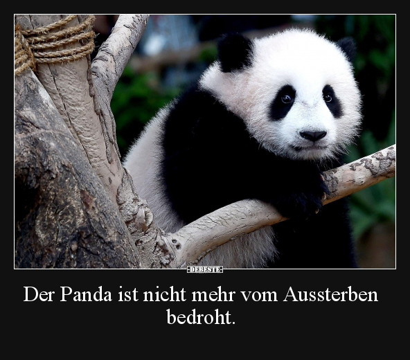 Der Panda ist nicht mehr vom Aussterben bedroht... - Lustige Bilder | DEBESTE.de