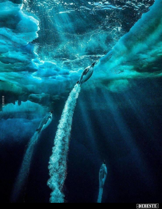  - Lustige Bilder | DEBESTE.de