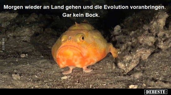 Morgen wieder an Land gehen und die Evolution.. - Lustige Bilder | DEBESTE.de