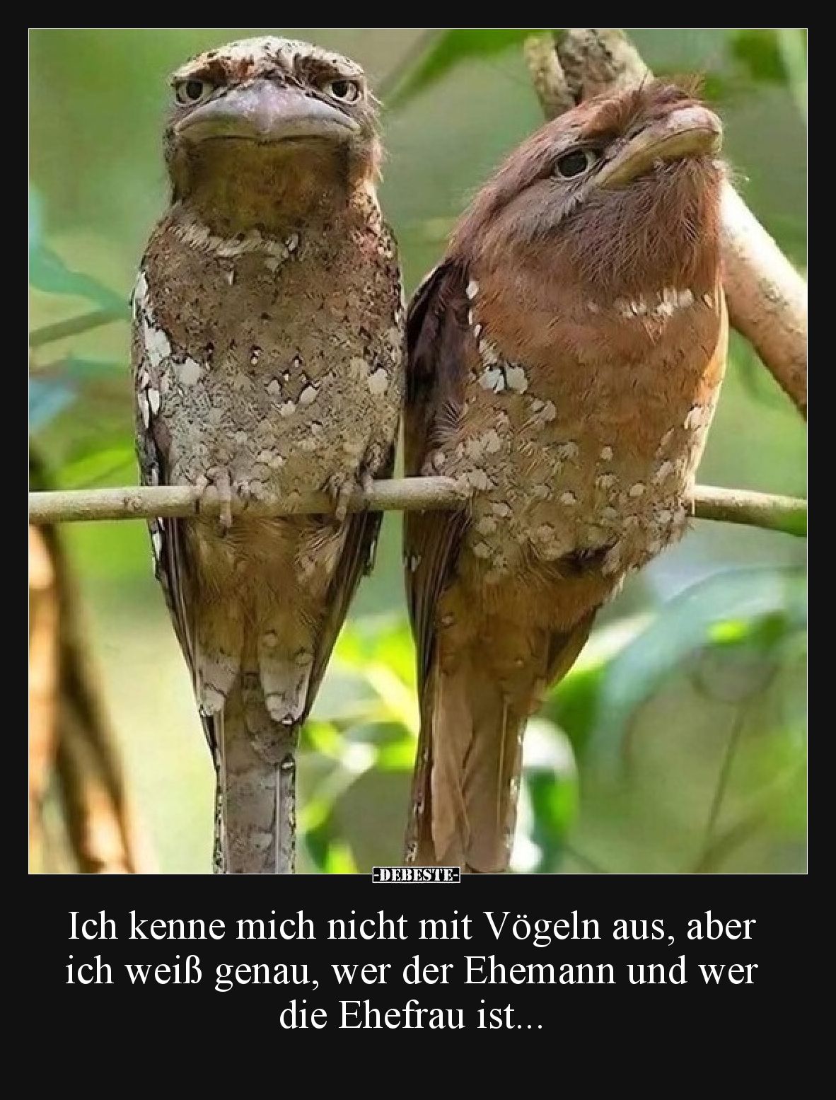 Ich kenne mich nicht mit Vögeln aus, aber ich weiß genau, wer der Ehemann und wer die Ehefrau ist...