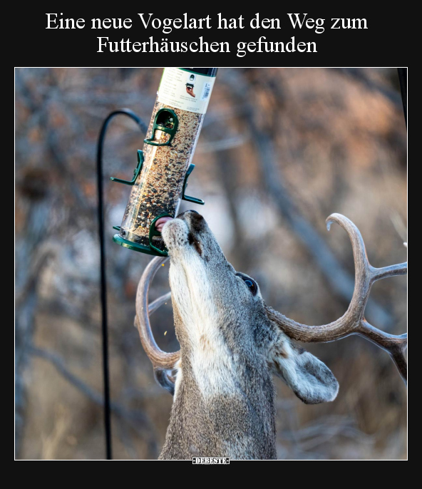 Eine neue Vogelart hat den Weg zum Futterhäuschen.. - Lustige Bilder | DEBESTE.de