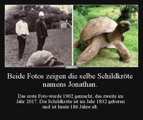 Beide Fotos zeigen die selbe Schildkröte namens Jonathan... - Lustige Bilder | DEBESTE.de