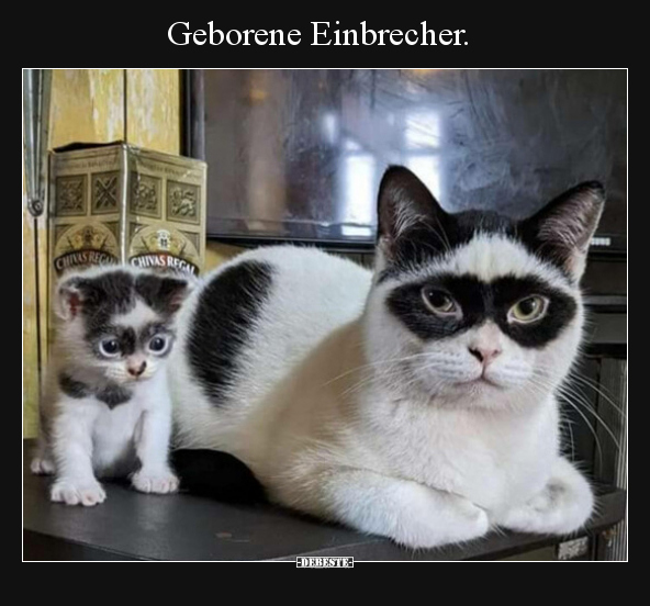 Geborene Einbrecher... - Lustige Bilder | DEBESTE.de