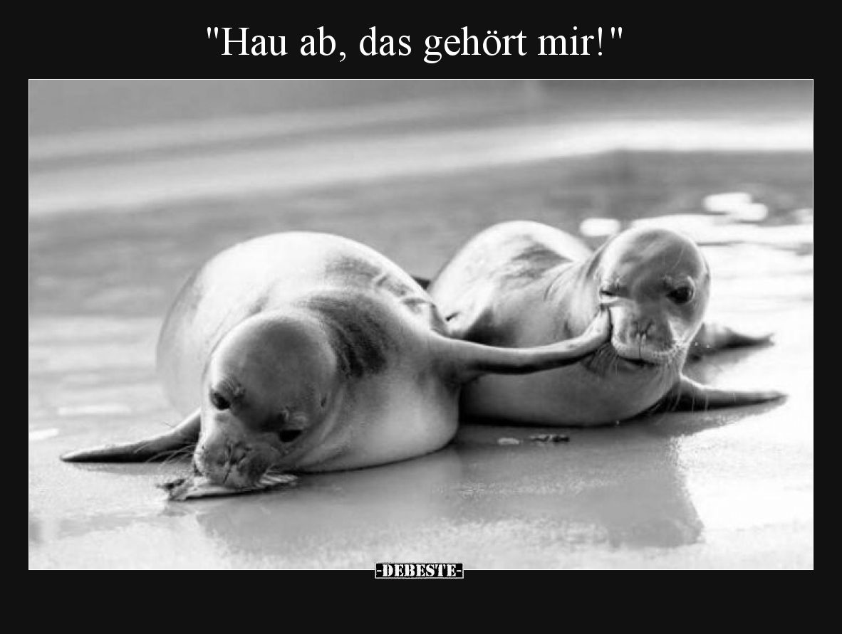 "Hau ab, das gehört mir!".. - Lustige Bilder | DEBESTE.de