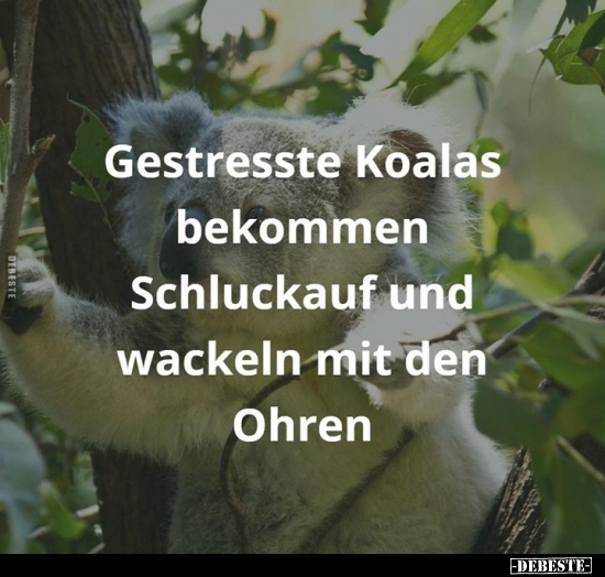 Gestresste Koalas bekommen Schluckauf.. - Lustige Bilder | DEBESTE.de