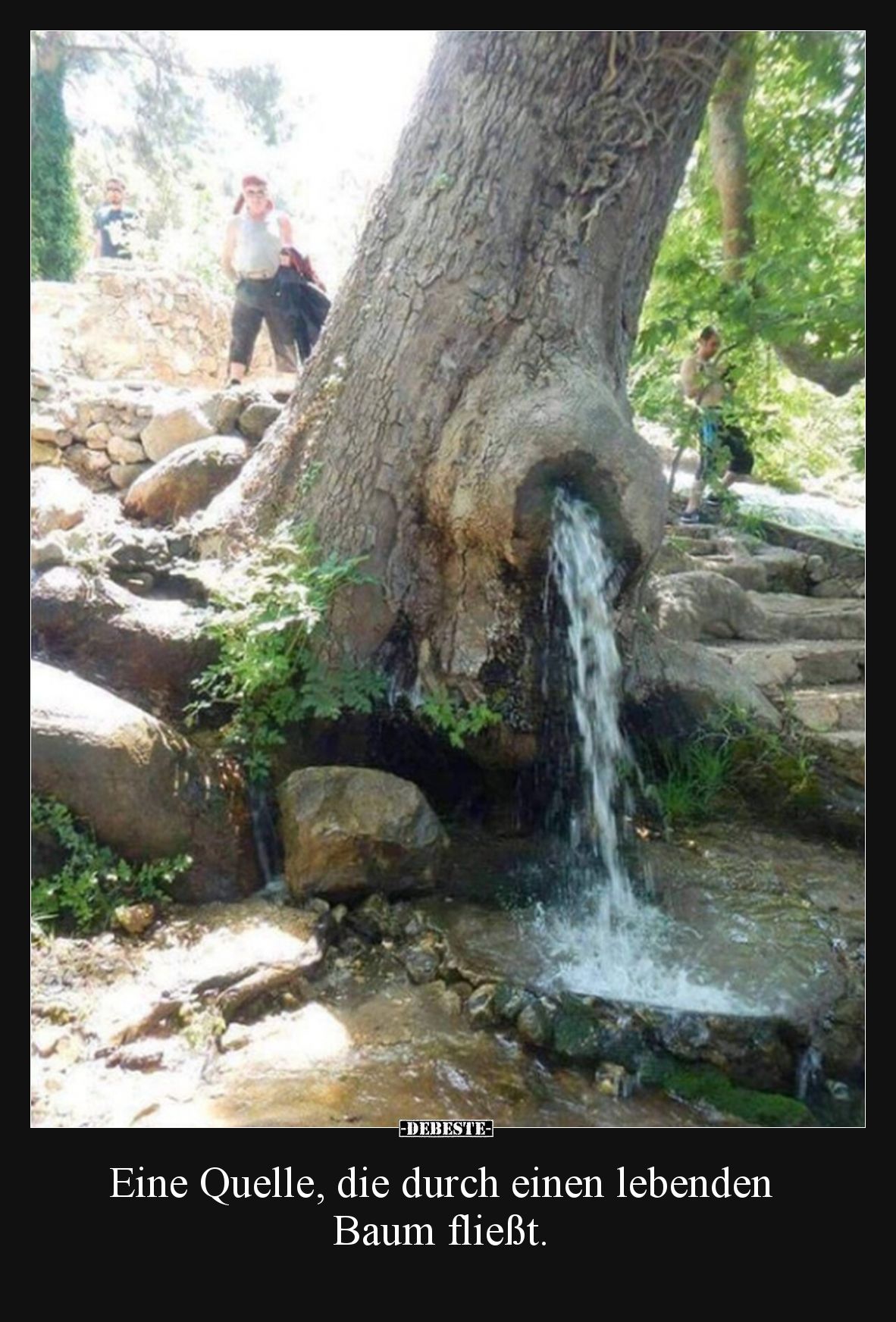 Eine Quelle, die durch einen lebenden Baum fließt... - Lustige Bilder | DEBESTE.de
