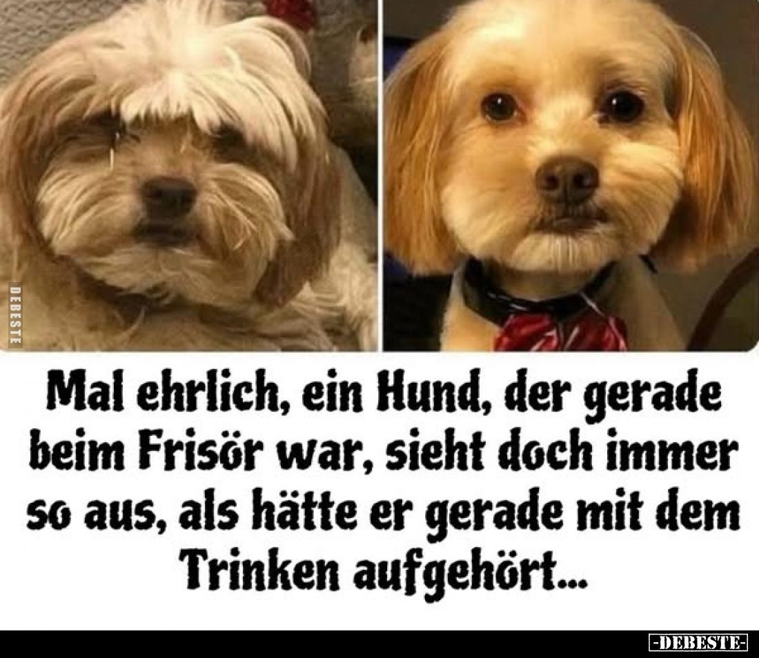 Mal ehrlich, ein Hund, der gerade beim Frisör war, sieht doch immer so aus, als hätte er gerade mit dem Trinken aufgehört...