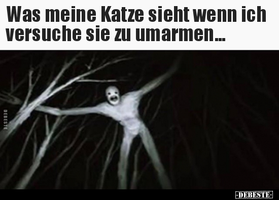 Was meine Katze sieht wenn ich versuche sie zu..