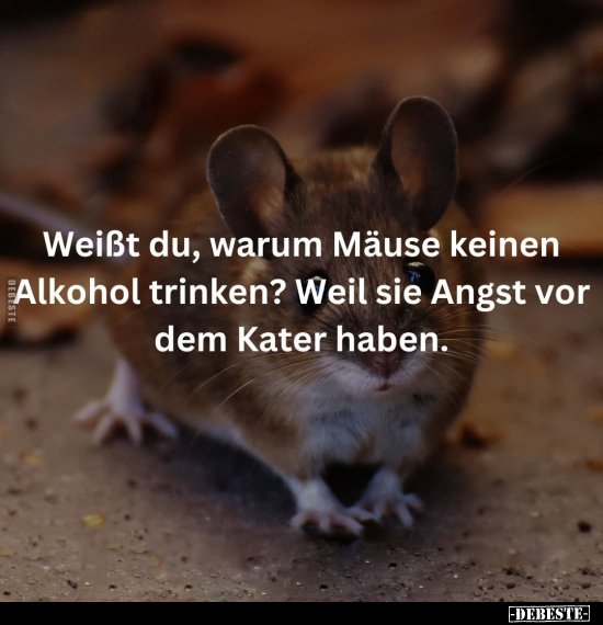 Weißt du, warum Mäuse keinen Alkohol trinken?.. - Lustige Bilder | DEBESTE.de