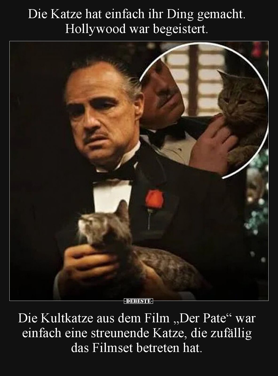Die Katze hat einfach ihr Ding gemacht. Hollywood war begeistert.


Die Kultkatze aus dem Film „Der Pate“ war einfach eine...
