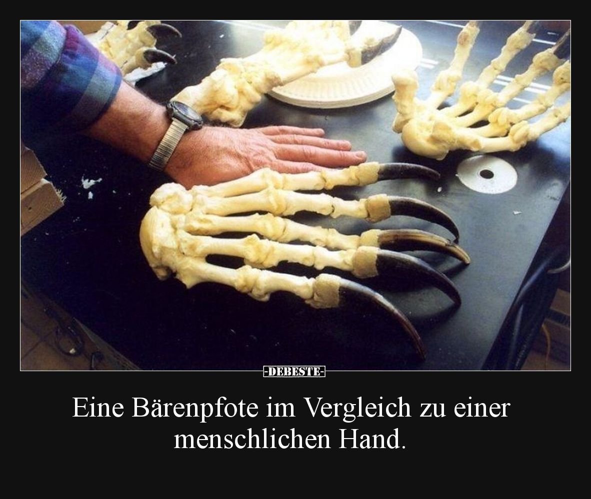 Eine Bärenpfote im Vergleich zu einer menschlichen Hand.