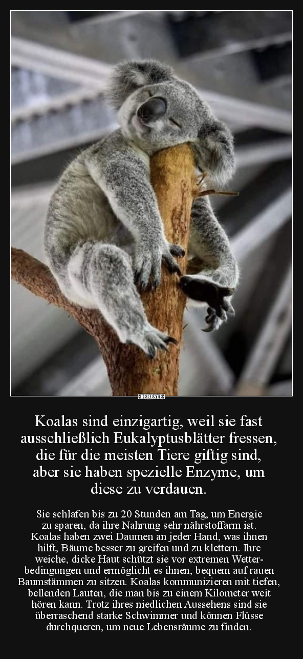 Koalas sind einzigartig, weil sie fast ausschließlich.. - Lustige Bilder | DEBESTE.de