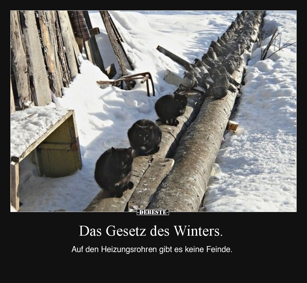 Das Gesetz des Winters. 
Auf den Heizungsrohren gibt es keine Feinde.