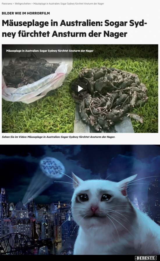 Mäuseplage in Australien: Sogar Sydney fürchtet Ansturm der.. - Lustige Bilder | DEBESTE.de