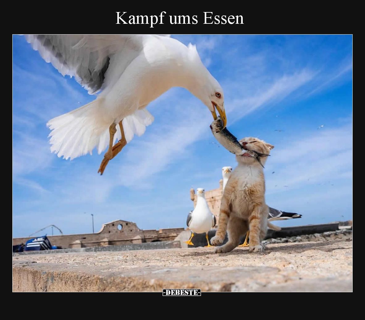 Kampf ums Essen