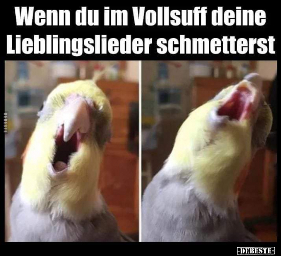 Wenn du im Vollsuff deine Lieblingslieder schmetterst