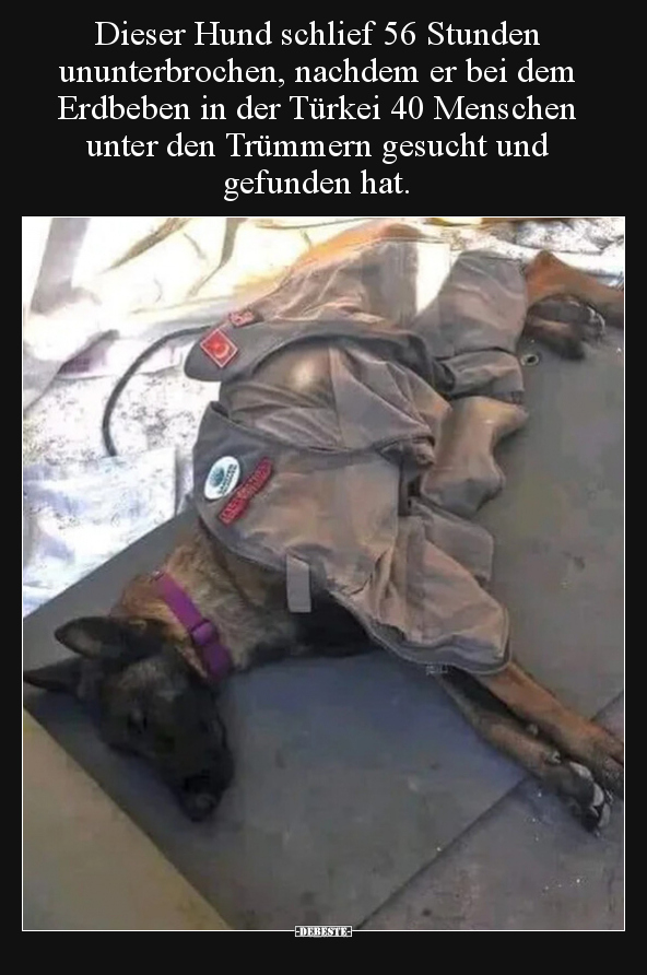 Dieser Hund schlief 56 Stunden ununterbrochen, nachdem er.. - Lustige Bilder | DEBESTE.de