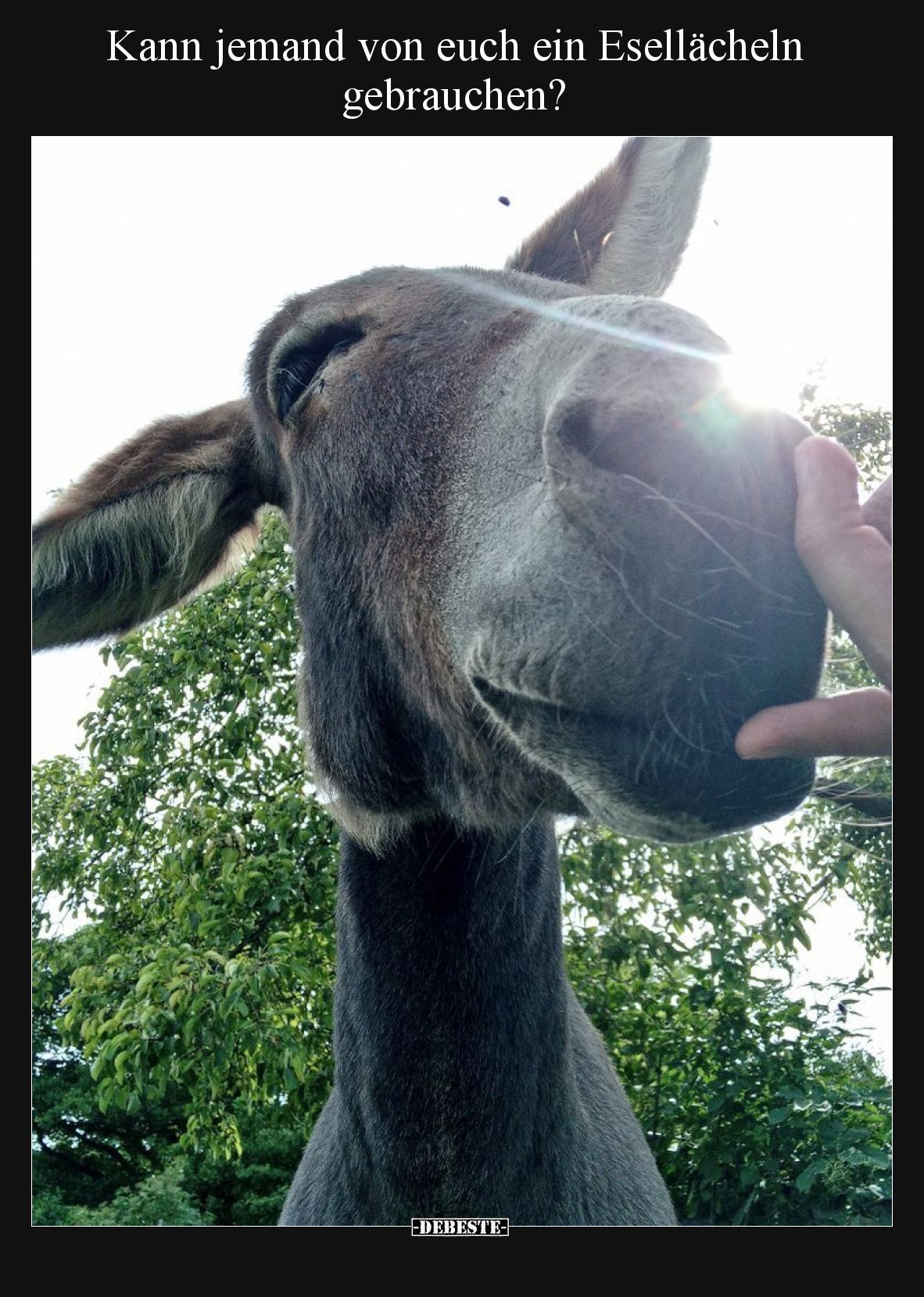Kann jemand von euch ein Esellächeln gebrauchen?