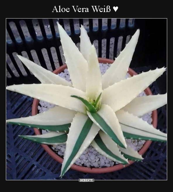Aloe Vera Weiß ♥..