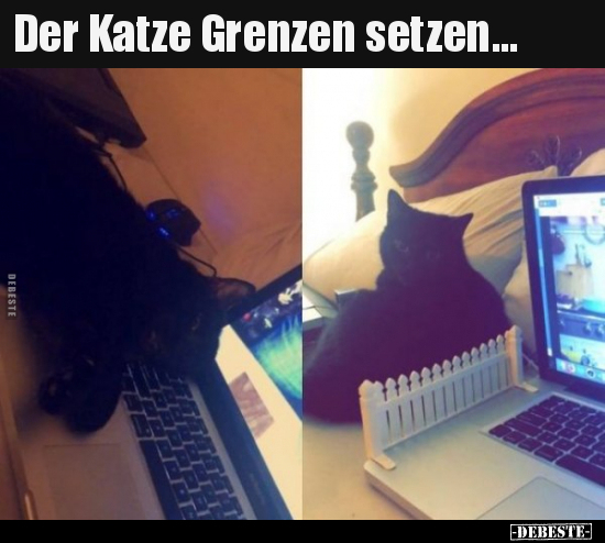 Der Katze Grenzen setzen... - Lustige Bilder | DEBESTE.de