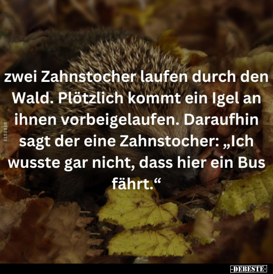 Zwei Zahnstocher laufen durch den Wald.. - Lustige Bilder | DEBESTE.de