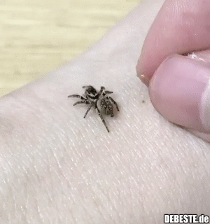 Alles ist ein Haustier..