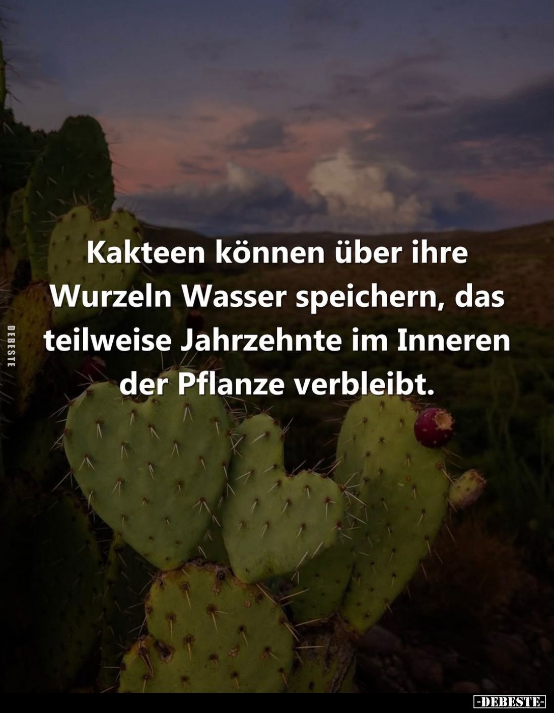 Kakteen können über ihre Wurzeln Wasser speichern, das teilweise Jahrzehnte im Inneren der Pflanze verbleibt.