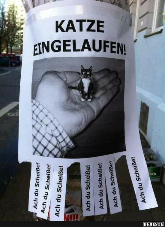 Katze eingelaufen! - Lustige Bilder | DEBESTE.de