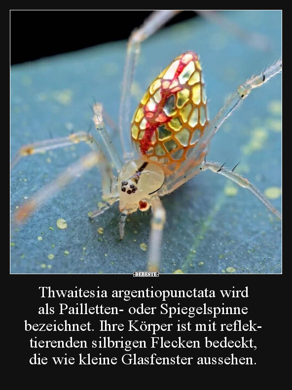 Thwaitesia argentiopunctata wird als Pailletten- oder..