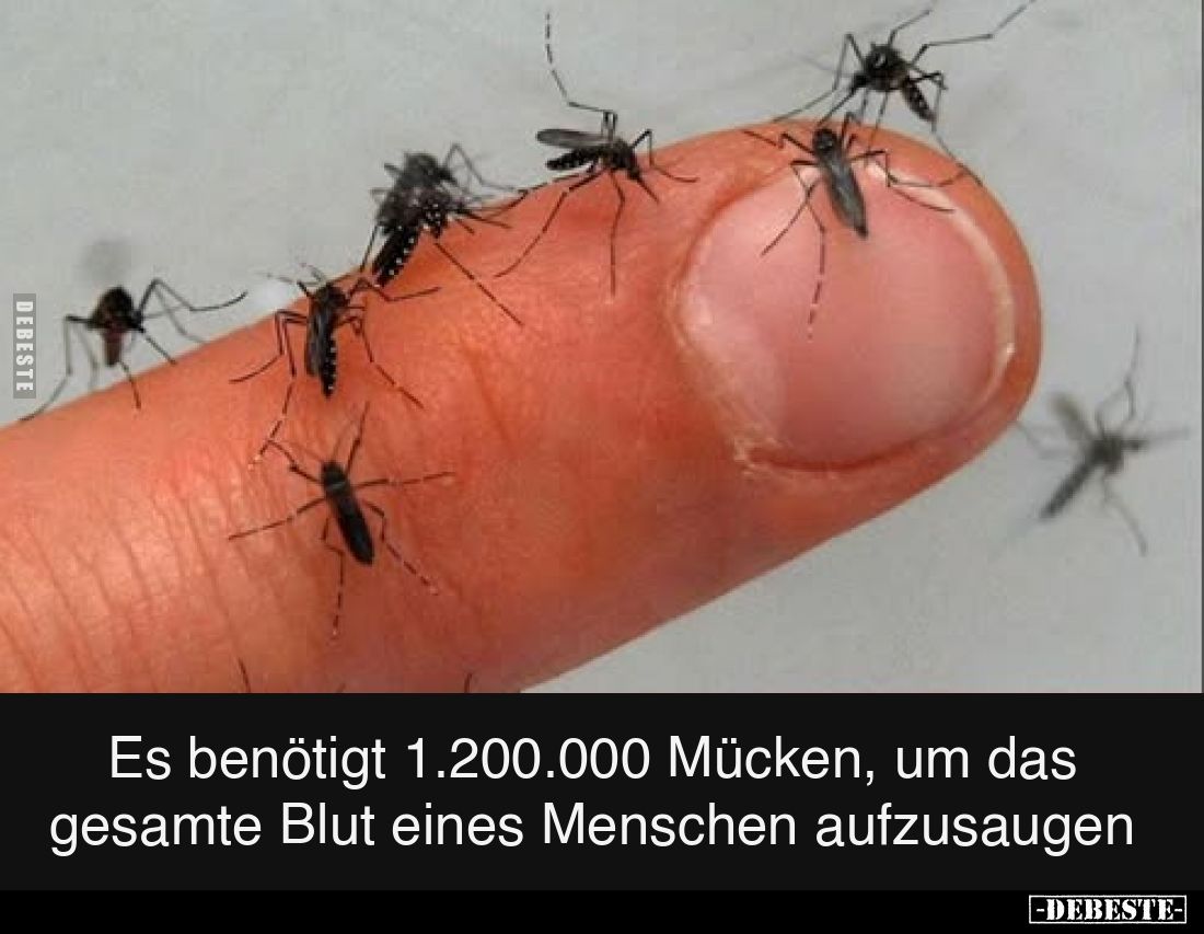 Es benötigt 1.200.000 Mücken, um das gesamte Blut eines Menschen aufzusaugen