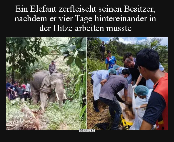 Ein Elefant zerfleischt seinen Besitzer, nachdem er vier.. - Lustige Bilder | DEBESTE.de
