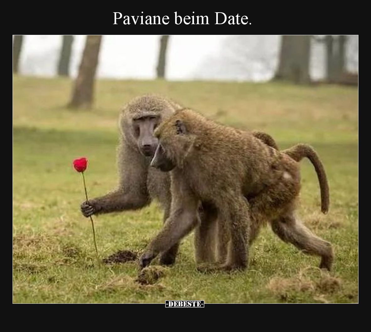 Paviane beim Date