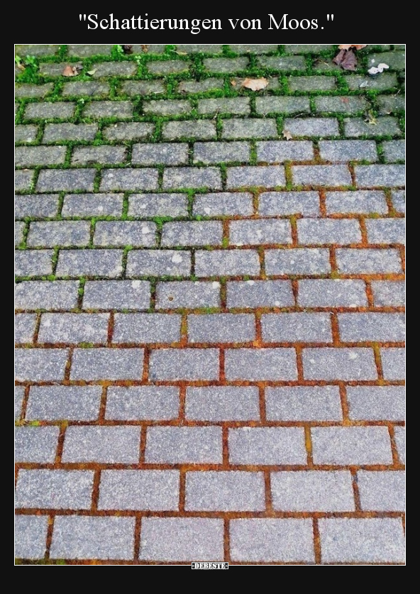 Schattierungen von Moos
