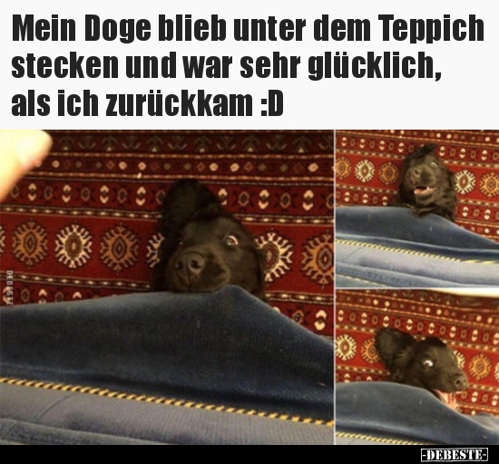 Mein Doge blieb unter dem Teppich stecken und war sehr.. - Lustige Bilder | DEBESTE.de