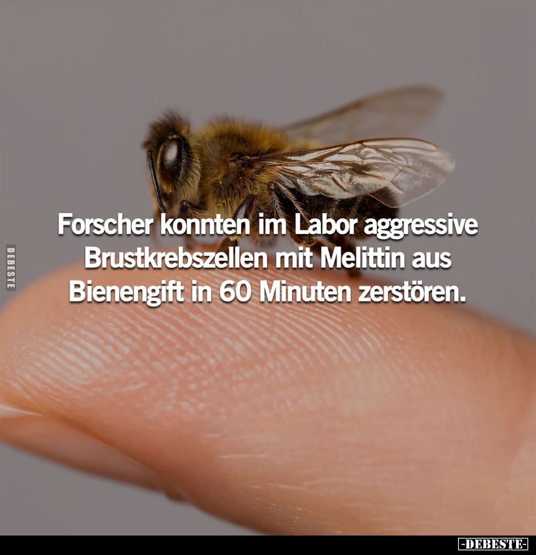 Forscher konnten im Labor aggressive Brustkrebszellen mit Melittin aus Bienengift in 60 Minuten zerstören.