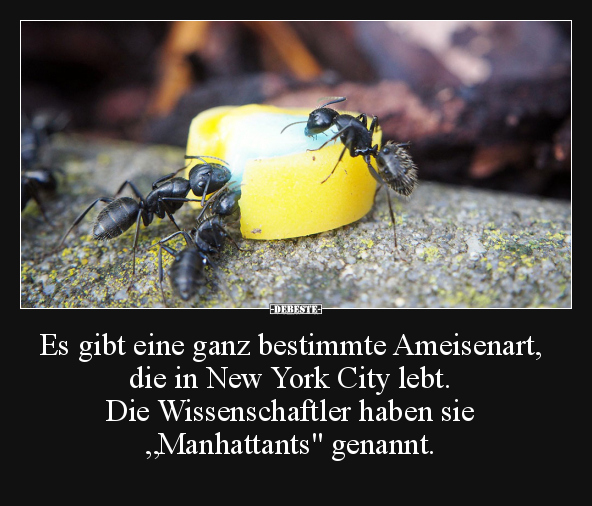 Es gibt eine ganz bestimmte Ameisenart, die in New York.. - Lustige Bilder | DEBESTE.de