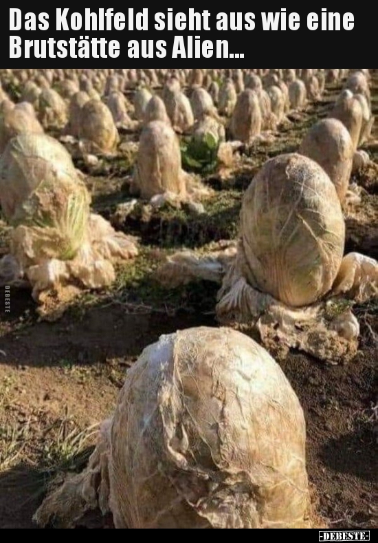 Das Kohlfeld sieht aus wie eine Brutstätte aus Alien...