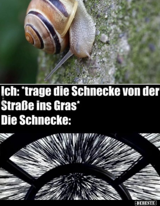 Ich: *trage die Schnecke von der Straße ins Gras*.. - Lustige Bilder | DEBESTE.de